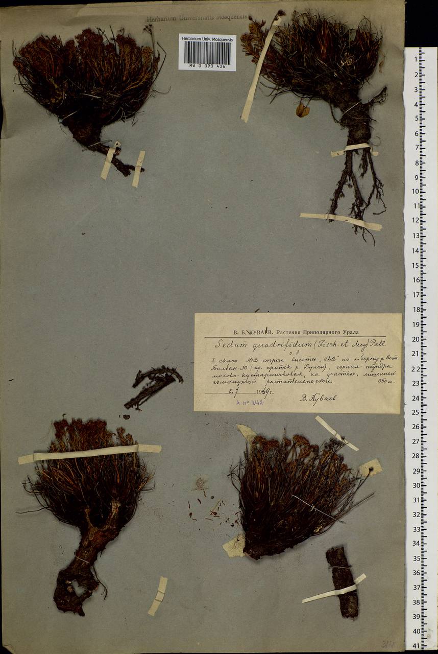 Rhodiola quadrifida (Pall.) Fisch. & C. A. Mey., Siberia, Western Siberia (S1) (Russia)