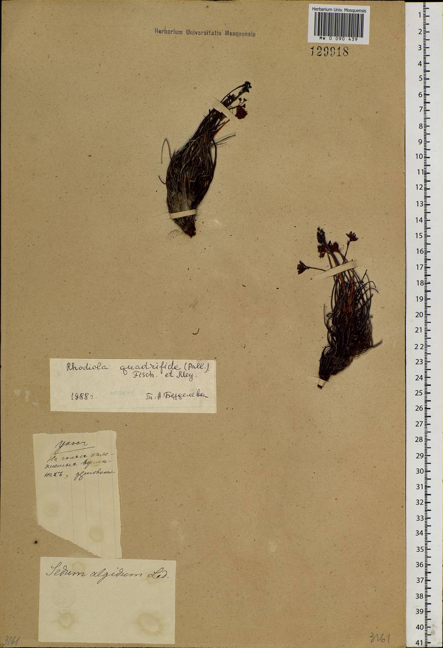 Rhodiola quadrifida (Pall.) Fisch. & C. A. Mey., Siberia (no precise locality) (S0) (Russia)