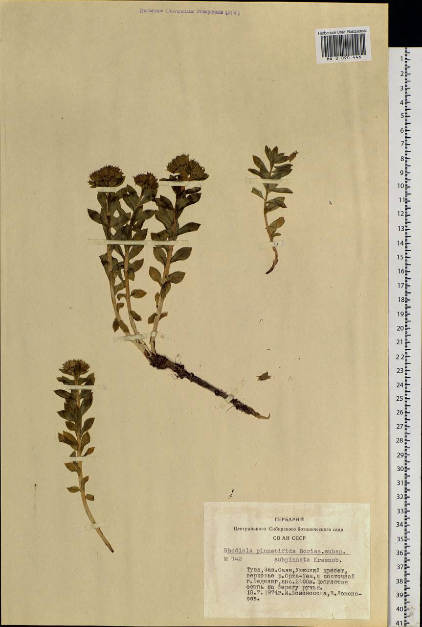 Rhodiola stephani (Cham.) Trautv. & Mey., Siberia, Altai & Sayany Mountains (S2) (Russia)