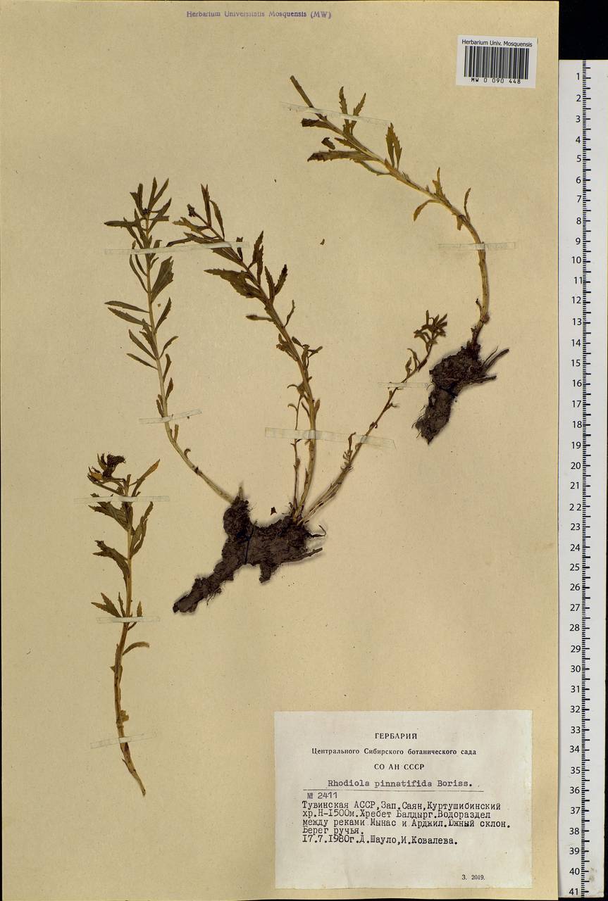 Rhodiola stephani (Cham.) Trautv. & Mey., Siberia, Altai & Sayany Mountains (S2) (Russia)