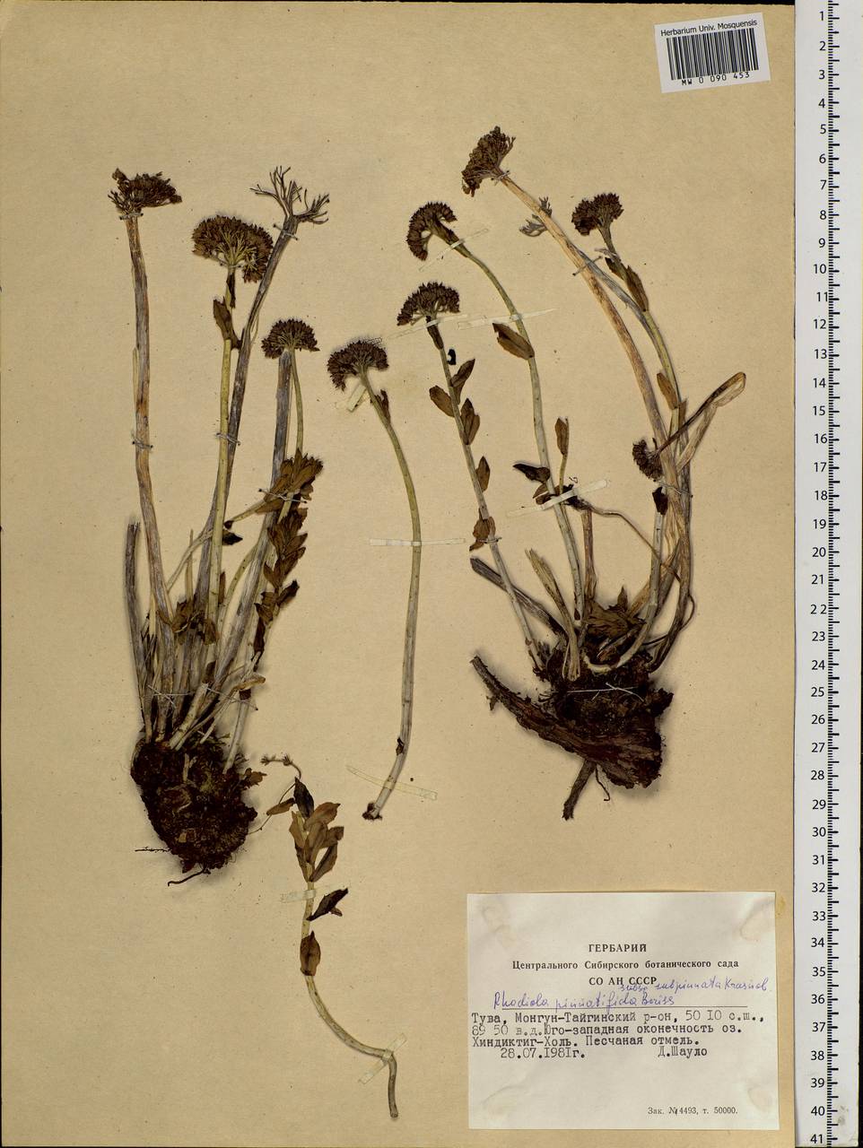 Rhodiola stephani (Cham.) Trautv. & Mey., Siberia, Altai & Sayany Mountains (S2) (Russia)