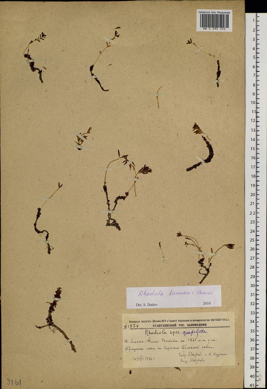 Rhodiola angusta Nakai, Siberia, Russian Far East (S6) (Russia)