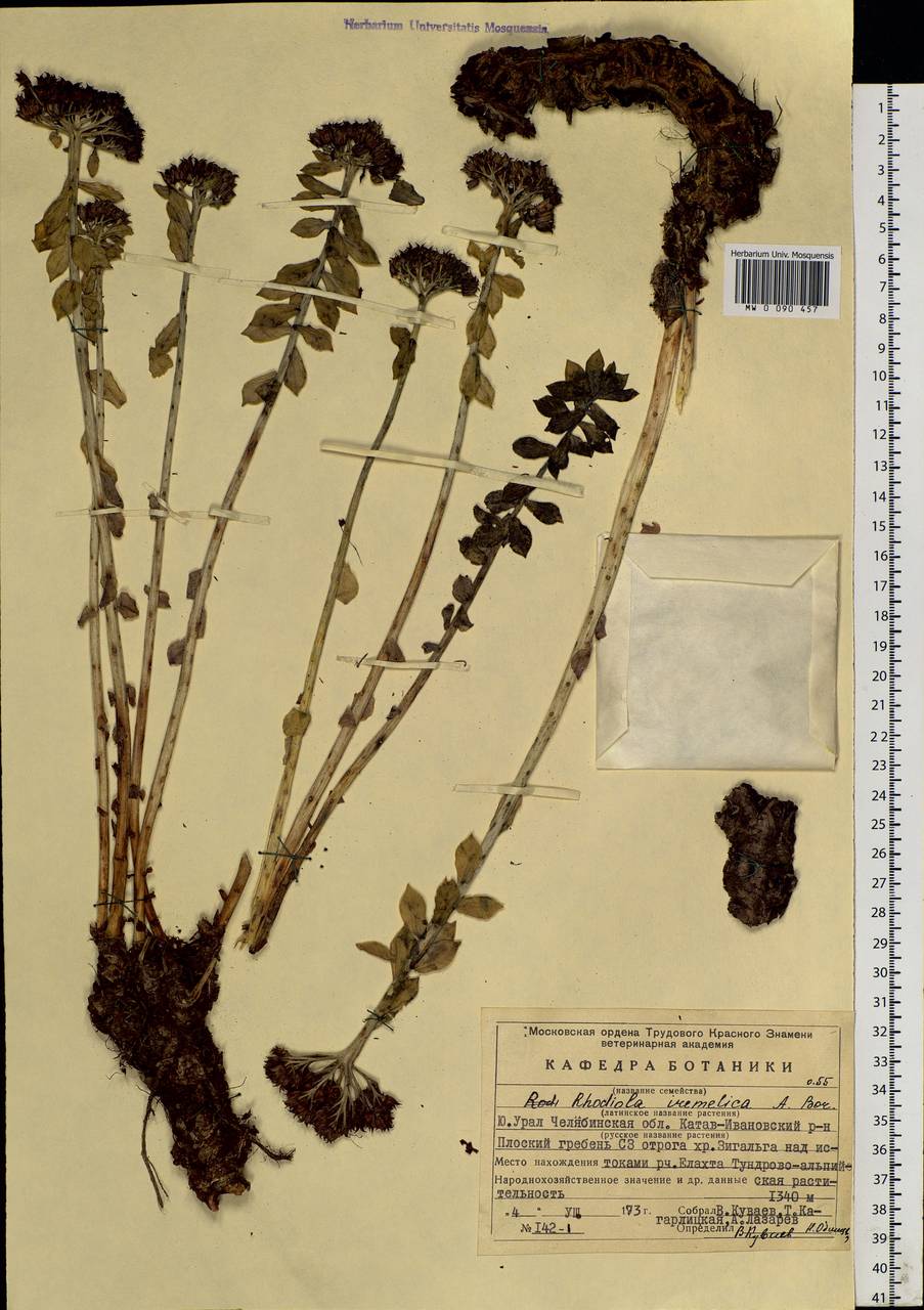 Rhodiola rosea L., Eastern Europe, Eastern region (E10) (Russia)