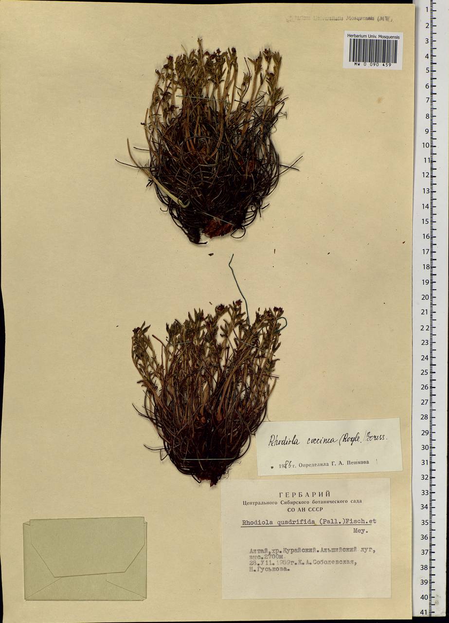 Rhodiola coccinea (Royle) Boriss., Siberia, Altai & Sayany Mountains (S2) (Russia)