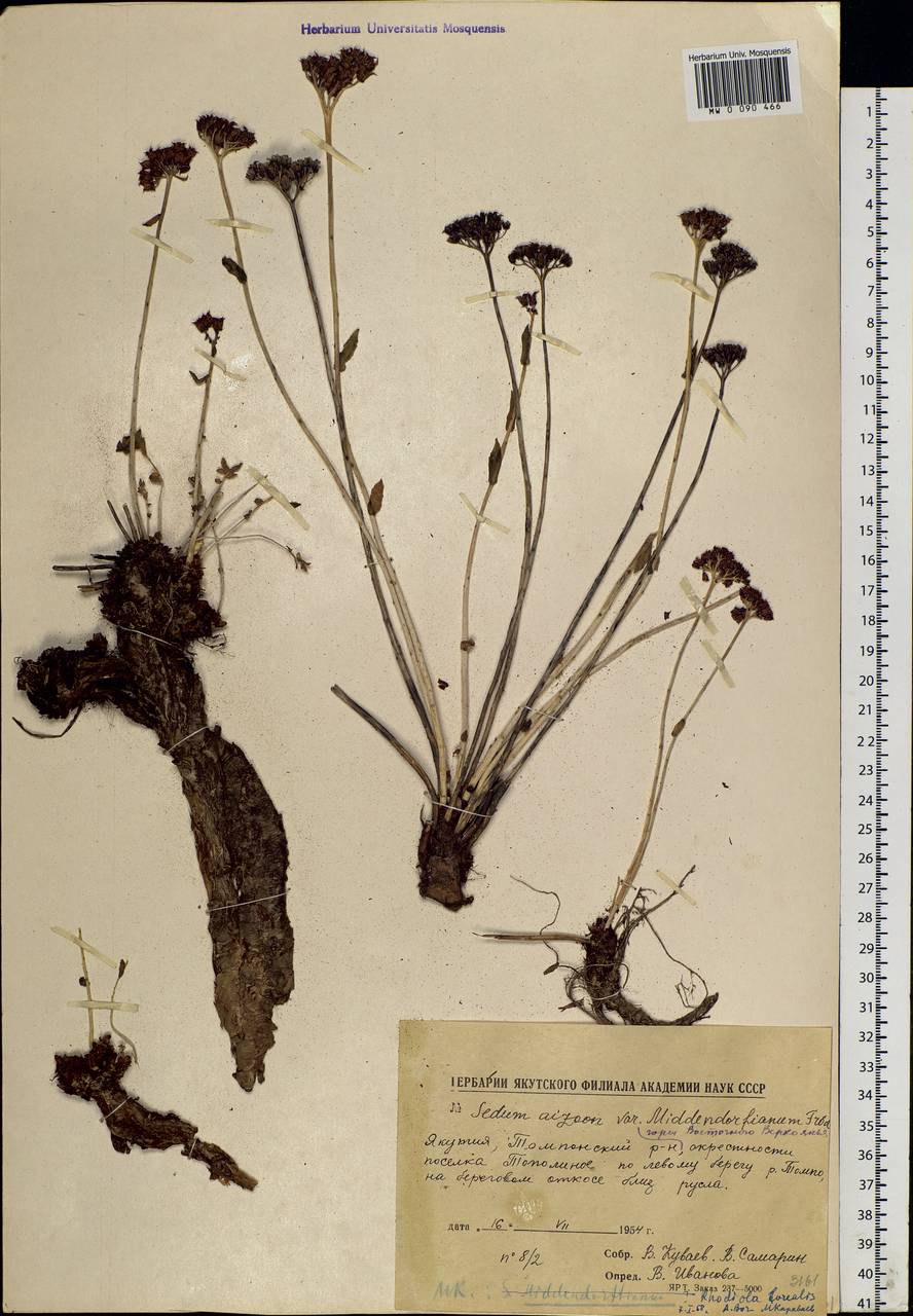 Rhodiola rosea L., Siberia, Yakutia (S5) (Russia)