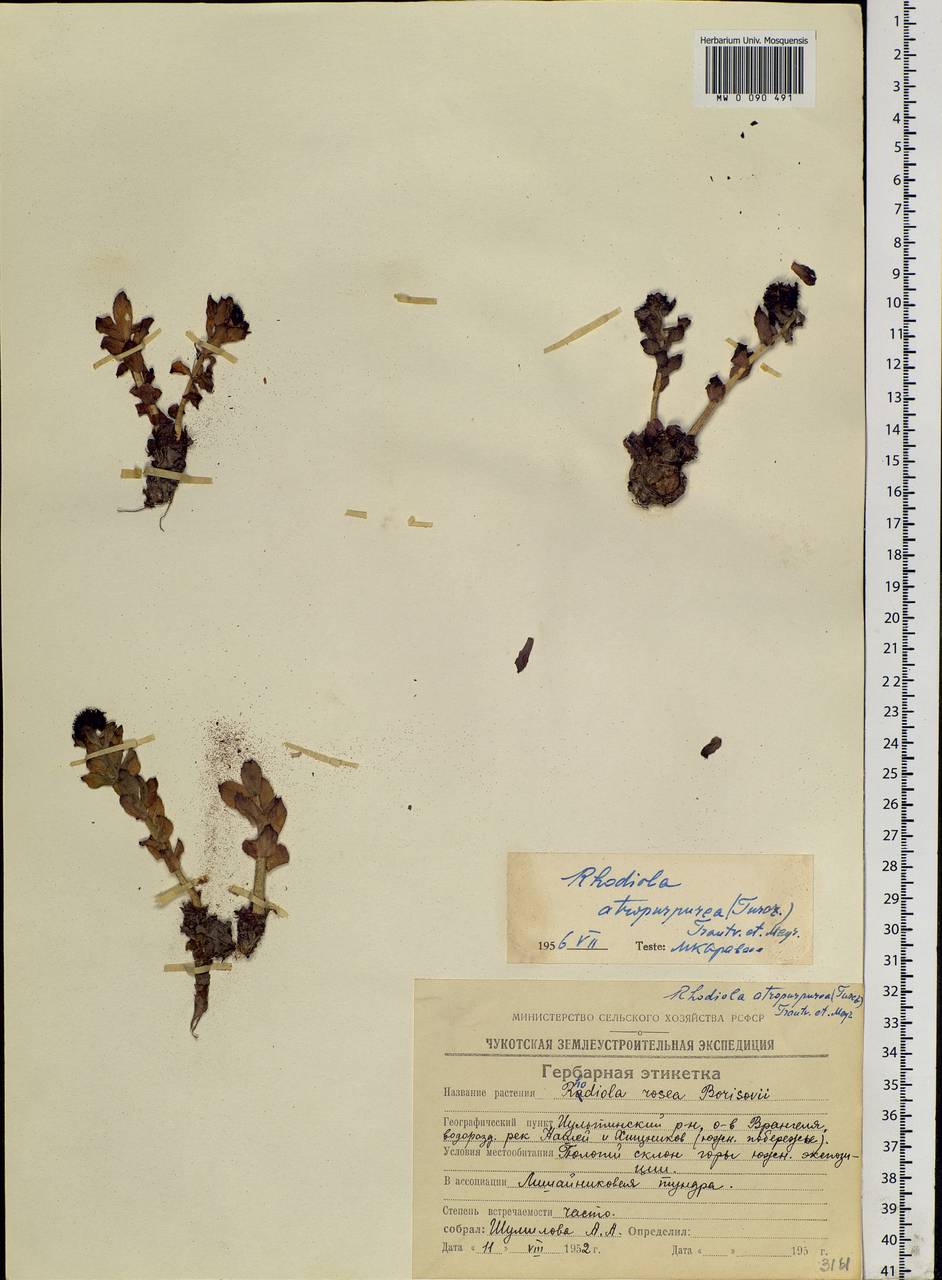 Rhodiola integrifolia subsp. integrifolia, Siberia, Chukotka & Kamchatka (S7) (Russia)