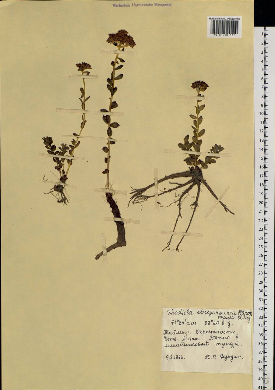 Rhodiola integrifolia subsp. integrifolia, Siberia, Central Siberia (S3) (Russia)