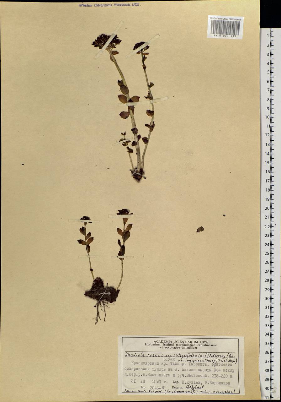 Rhodiola integrifolia subsp. integrifolia, Siberia, Central Siberia (S3) (Russia)