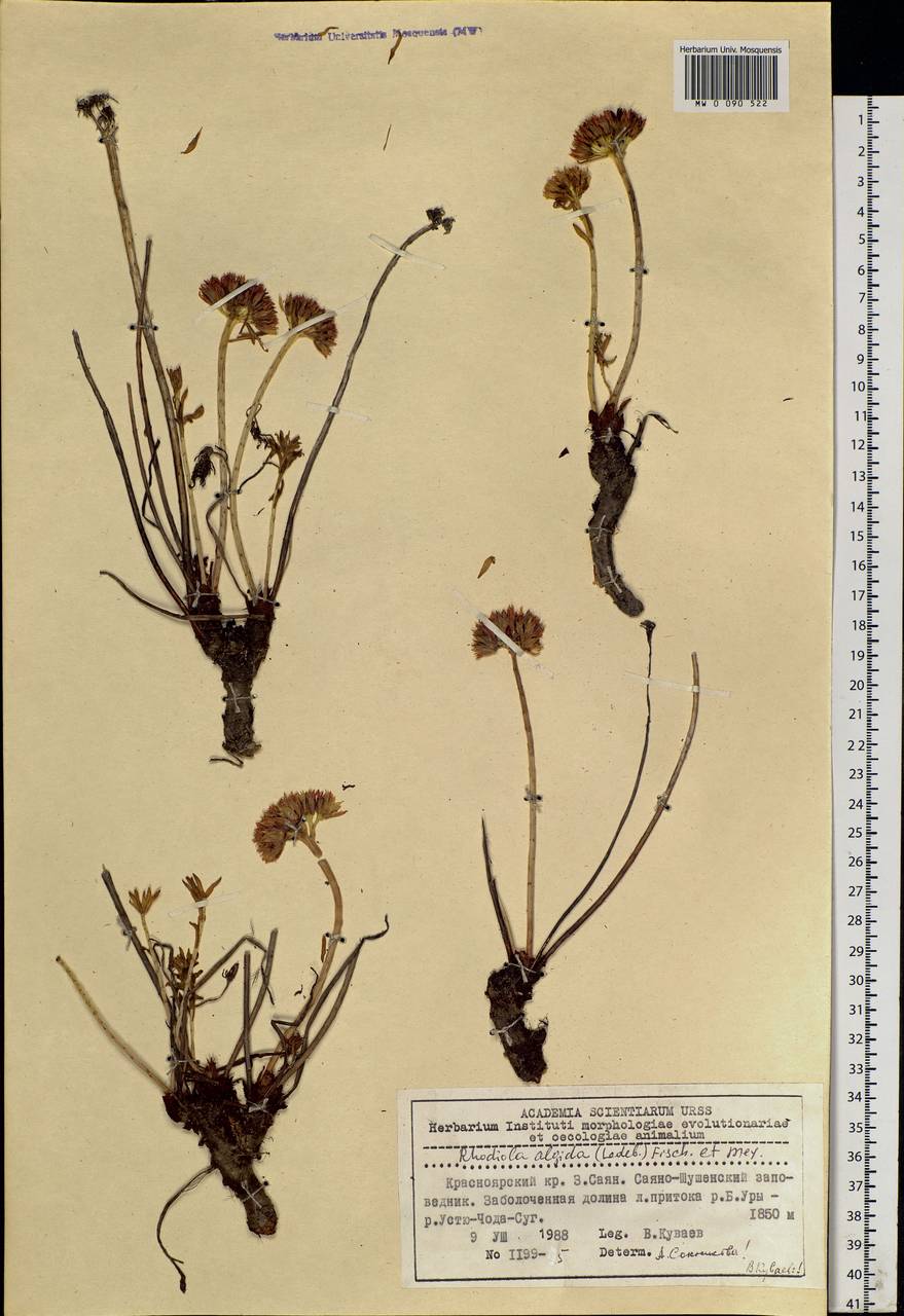 Rhodiola algida (Ledeb.) Fisch. & C. A. Mey., Siberia, Altai & Sayany Mountains (S2) (Russia)