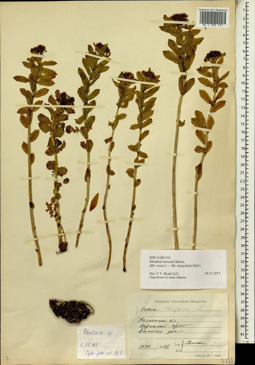 Rhodiola rosea L., Siberia, Chukotka & Kamchatka (S7) (Russia)