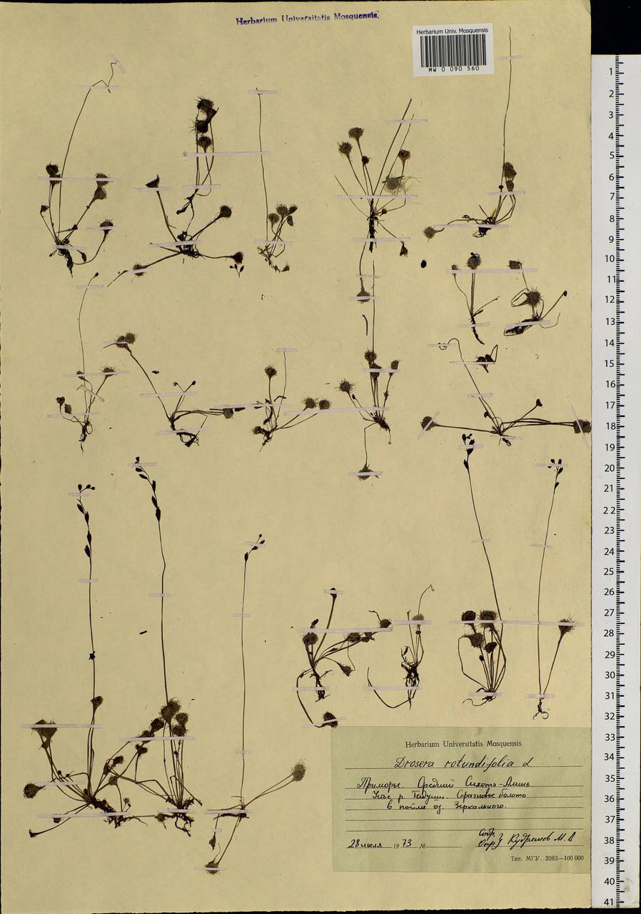 Drosera rotundifolia L., Siberia, Russian Far East (S6) (Russia)