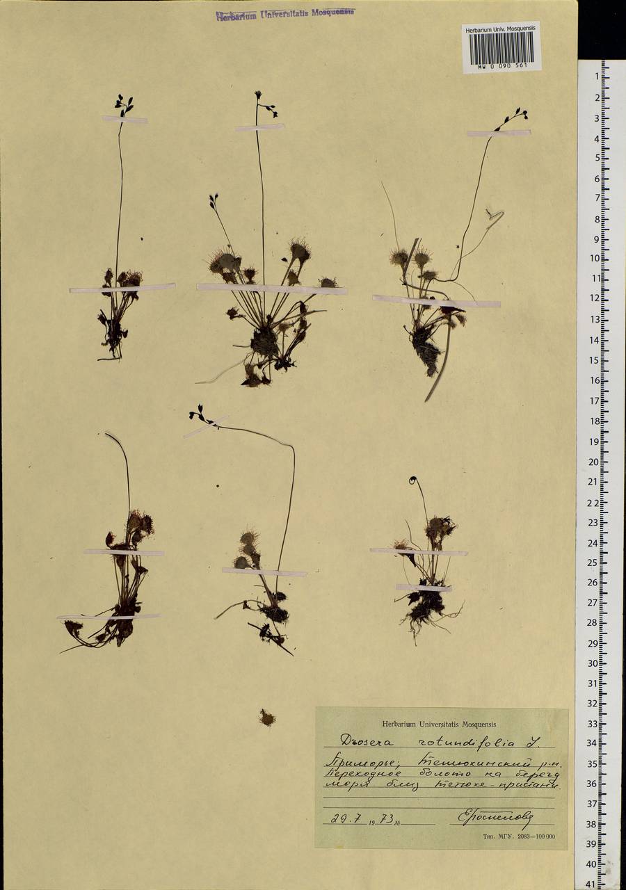 Drosera rotundifolia L., Siberia, Russian Far East (S6) (Russia)