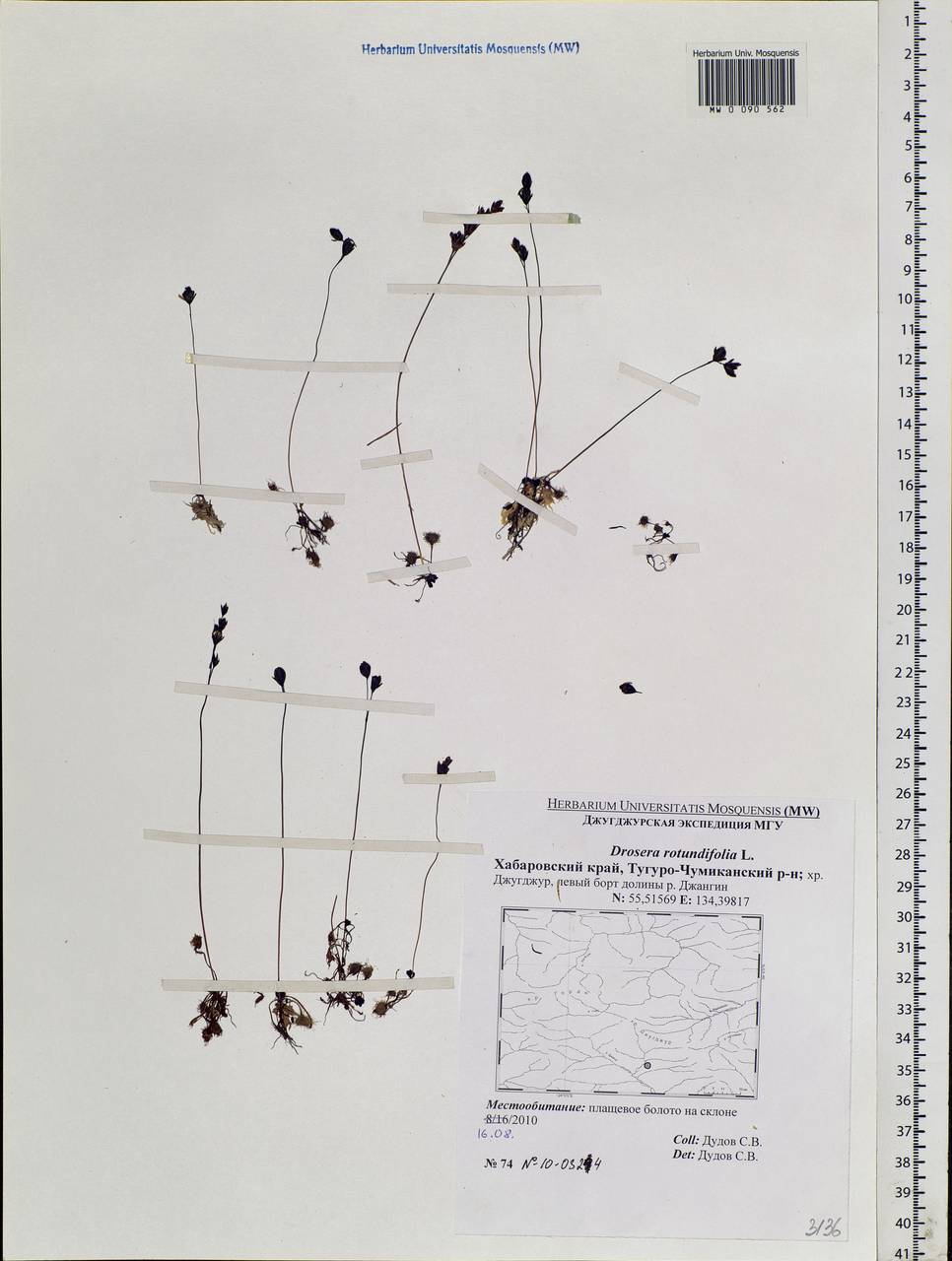 Drosera rotundifolia L., Siberia, Russian Far East (S6) (Russia)
