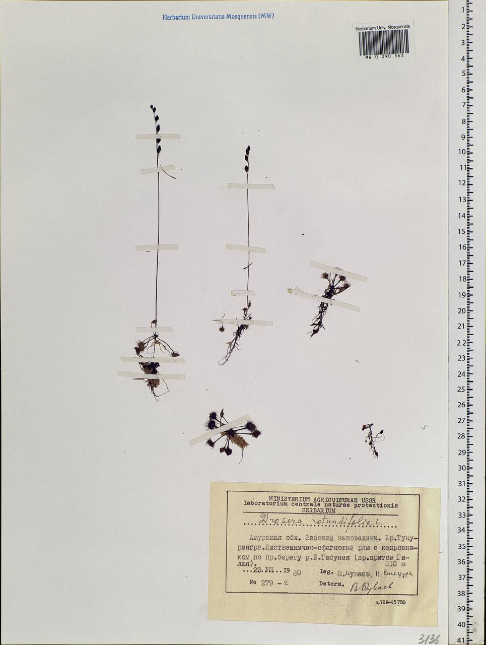 Drosera rotundifolia L., Siberia, Russian Far East (S6) (Russia)