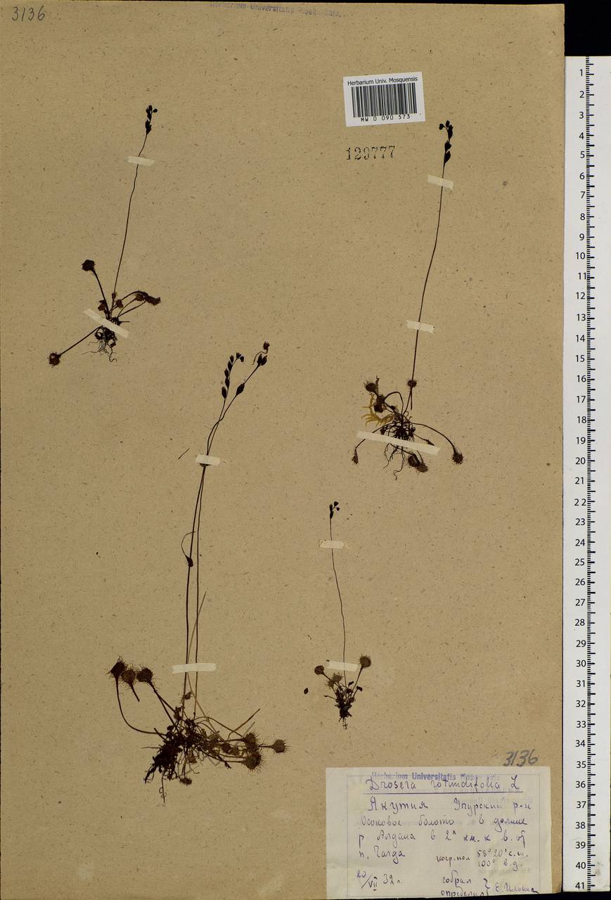 Drosera rotundifolia L., Siberia, Yakutia (S5) (Russia)