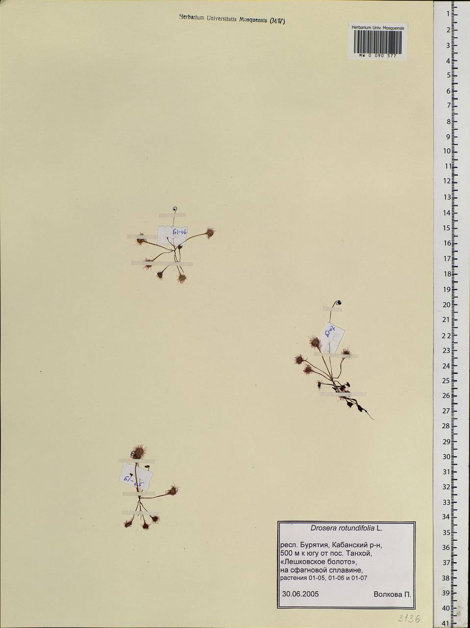 Drosera rotundifolia L., Siberia, Baikal & Transbaikal region (S4) (Russia)