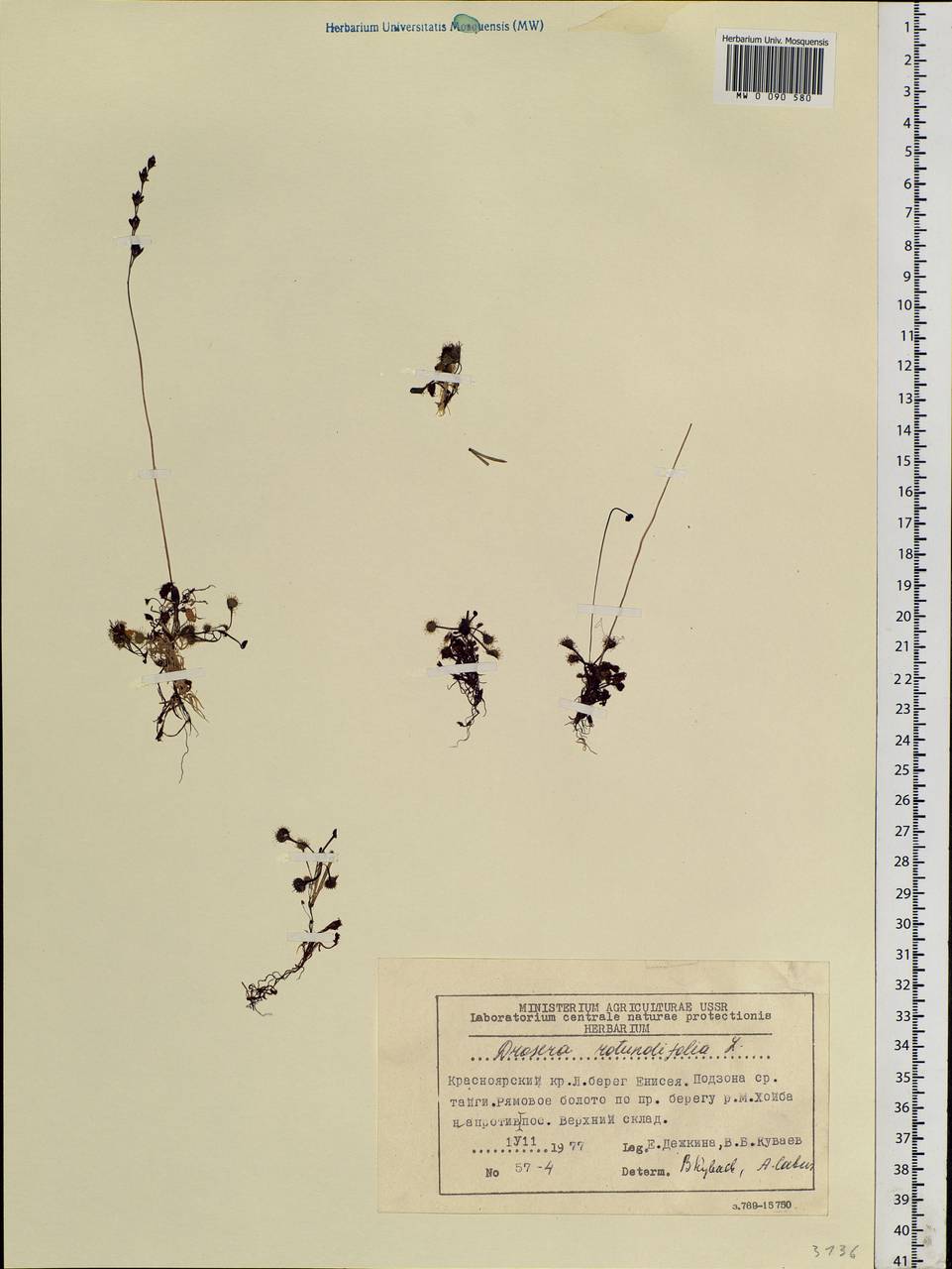 Drosera rotundifolia L., Siberia, Central Siberia (S3) (Russia)