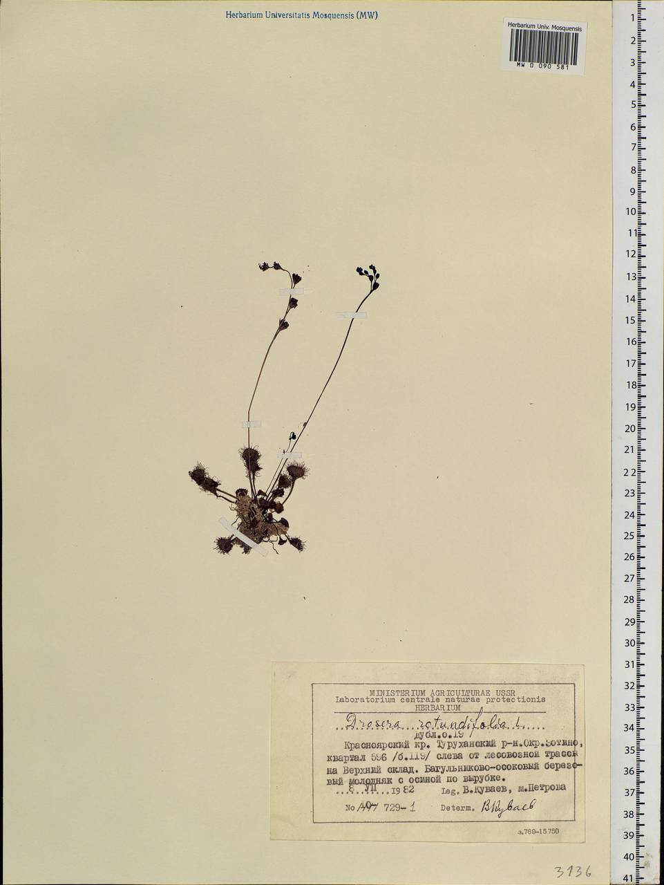 Drosera rotundifolia L., Siberia, Central Siberia (S3) (Russia)