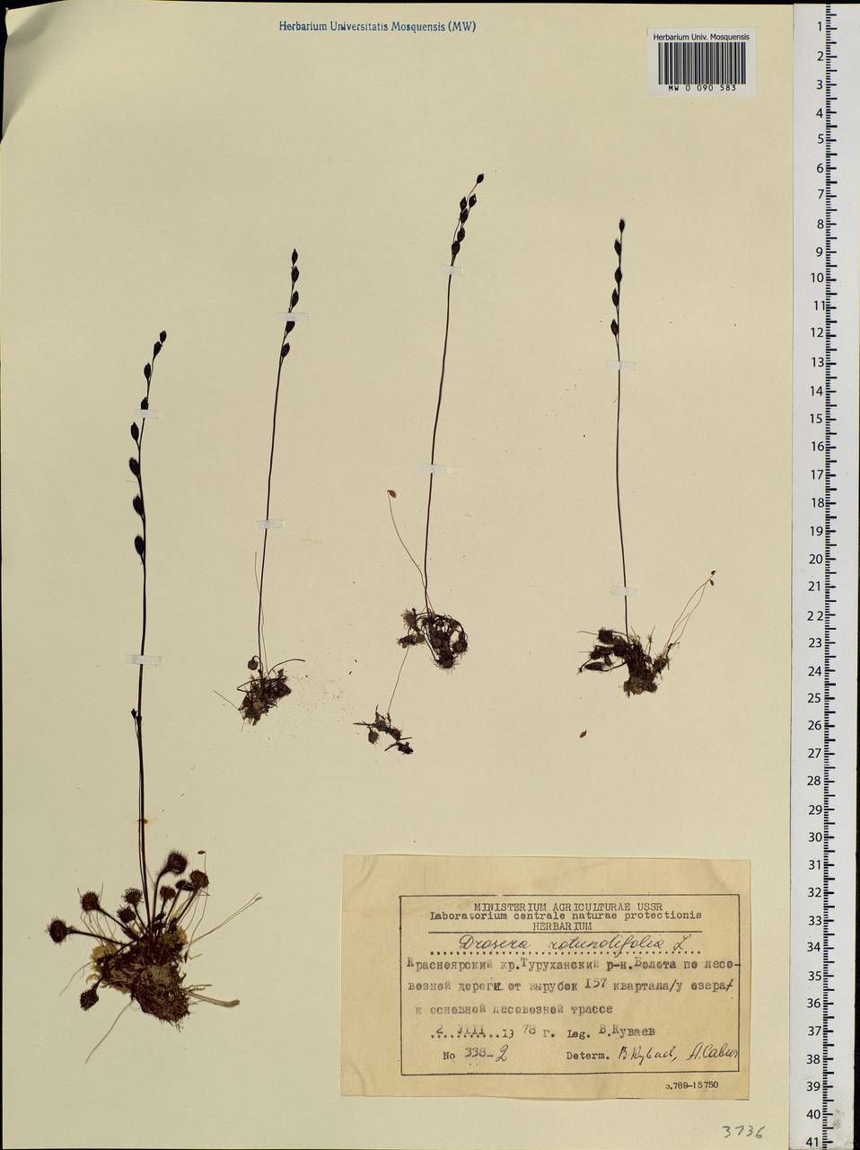 Drosera rotundifolia L., Siberia, Central Siberia (S3) (Russia)