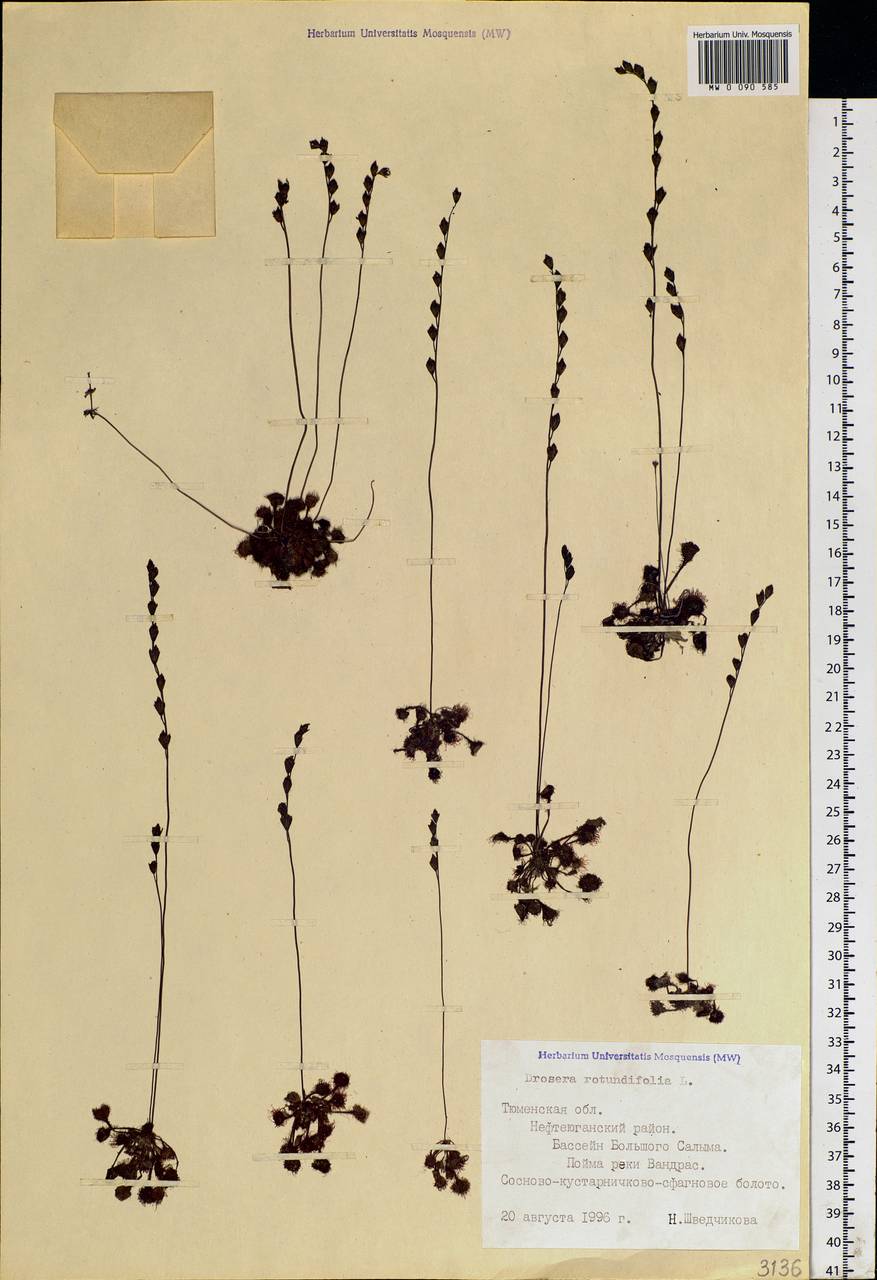 Drosera rotundifolia L., Siberia, Western Siberia (S1) (Russia)