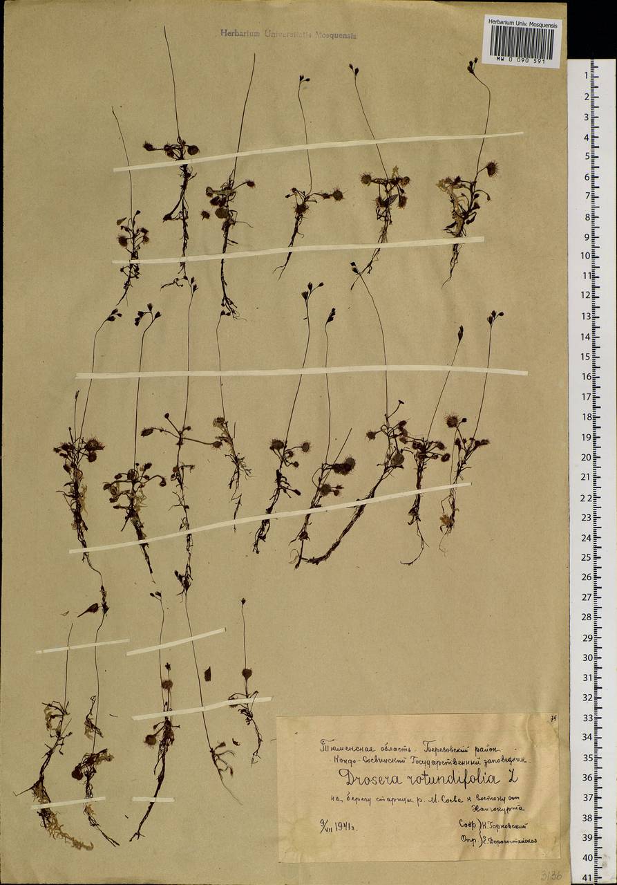Drosera rotundifolia L., Siberia, Western Siberia (S1) (Russia)