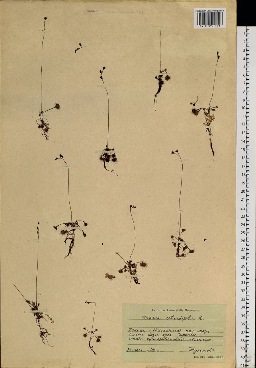 Drosera rotundifolia L., Siberia, Western Siberia (S1) (Russia)