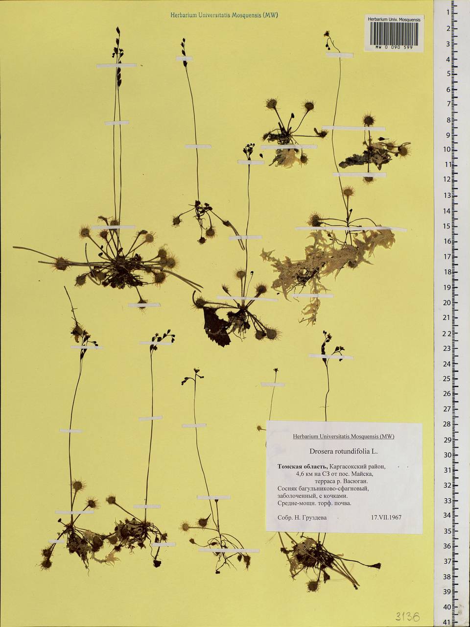 Drosera rotundifolia L., Siberia, Western Siberia (S1) (Russia)