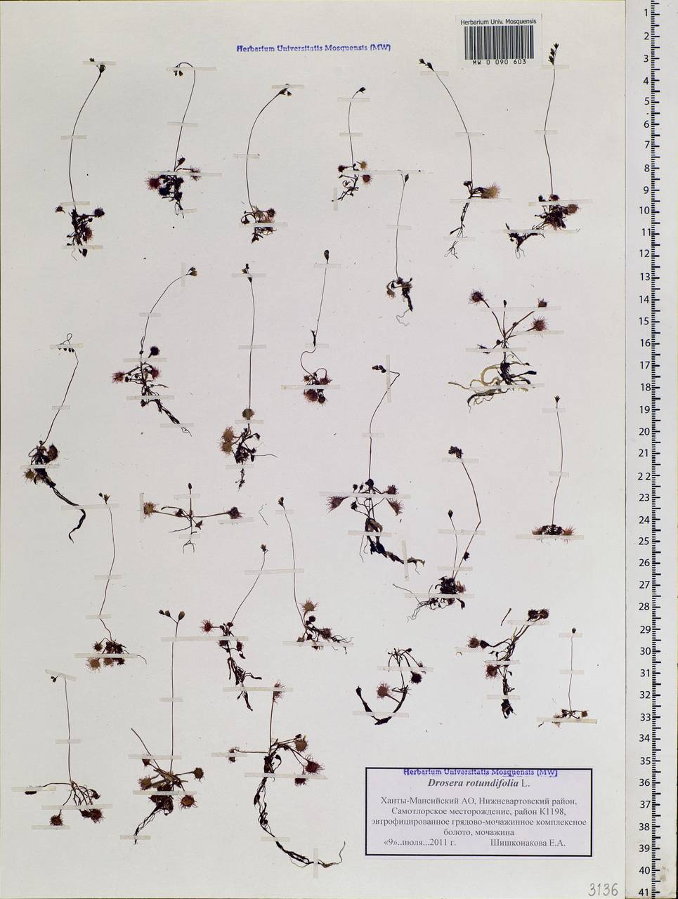 Drosera rotundifolia L., Siberia, Western Siberia (S1) (Russia)