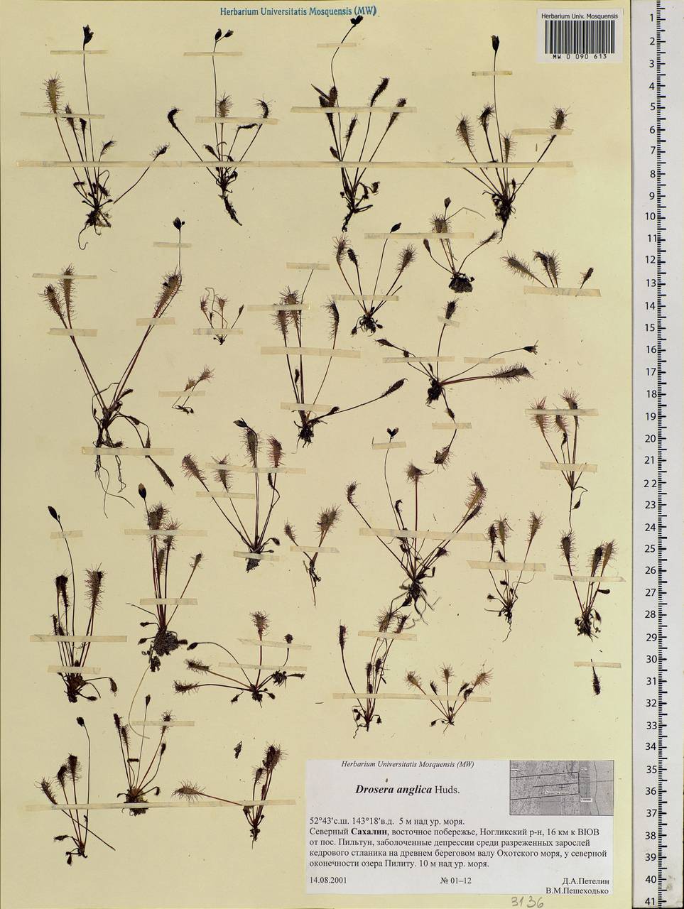 Drosera ×anglica Huds., Siberia, Russian Far East (S6) (Russia)
