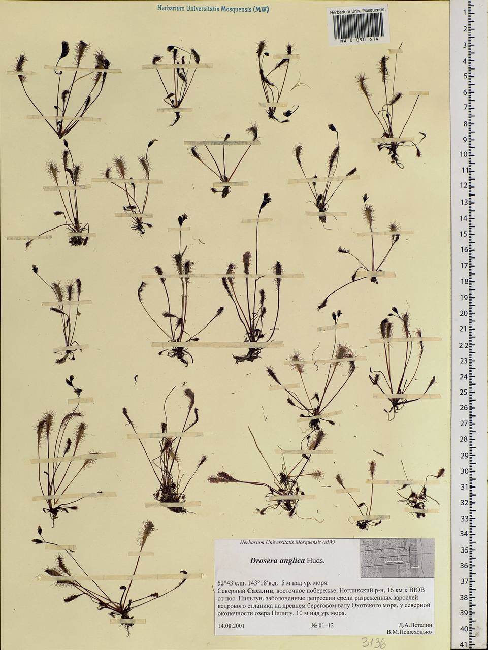 Drosera ×anglica Huds., Siberia, Russian Far East (S6) (Russia)