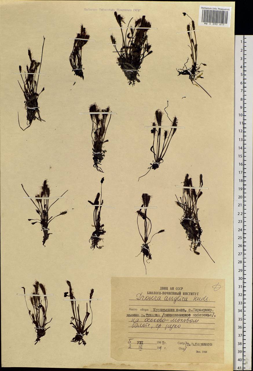 Drosera × anglica Huds., Siberia, Russian Far East (S6) (Russia)