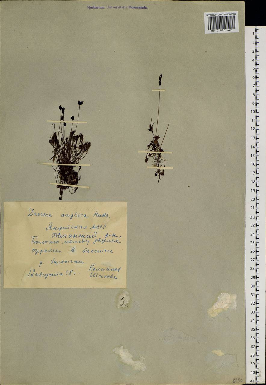 Drosera ×anglica Huds., Siberia, Yakutia (S5) (Russia)