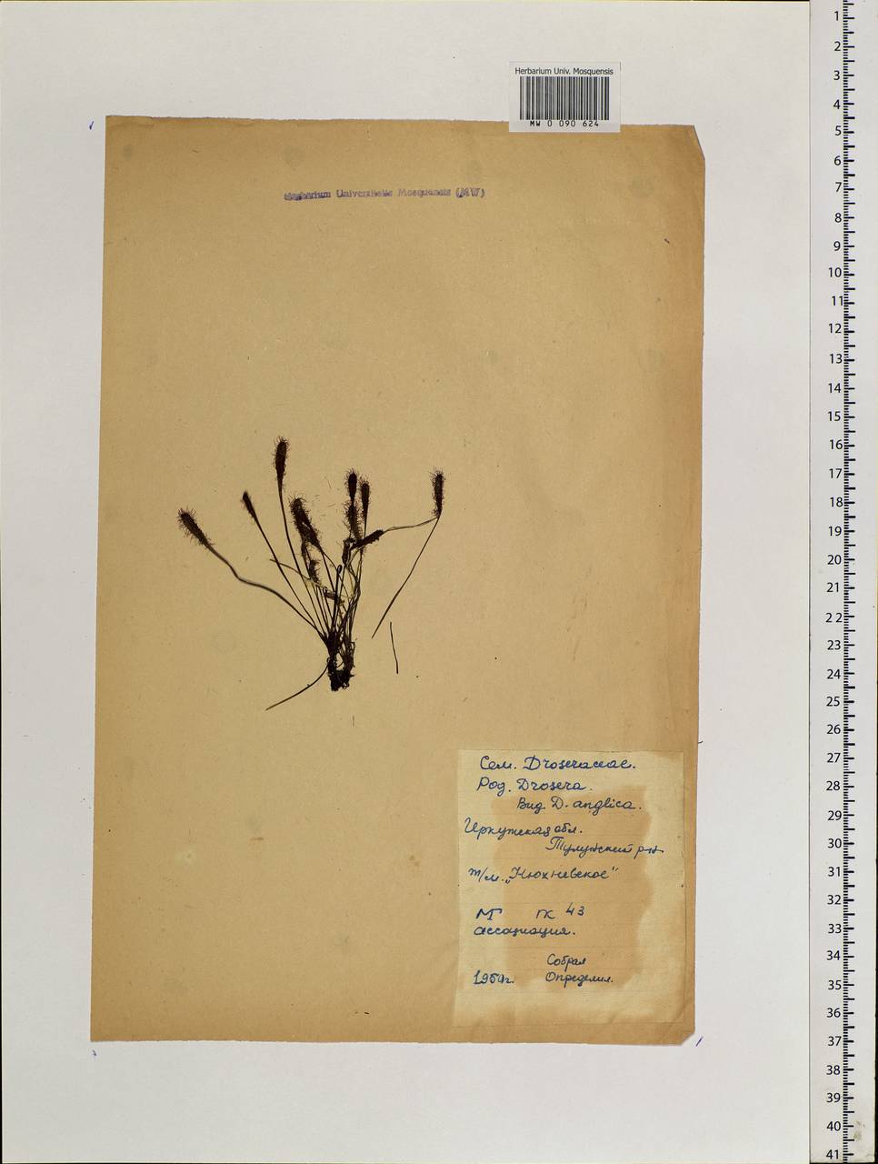 Drosera ×anglica Huds., Siberia, Baikal & Transbaikal region (S4) (Russia)