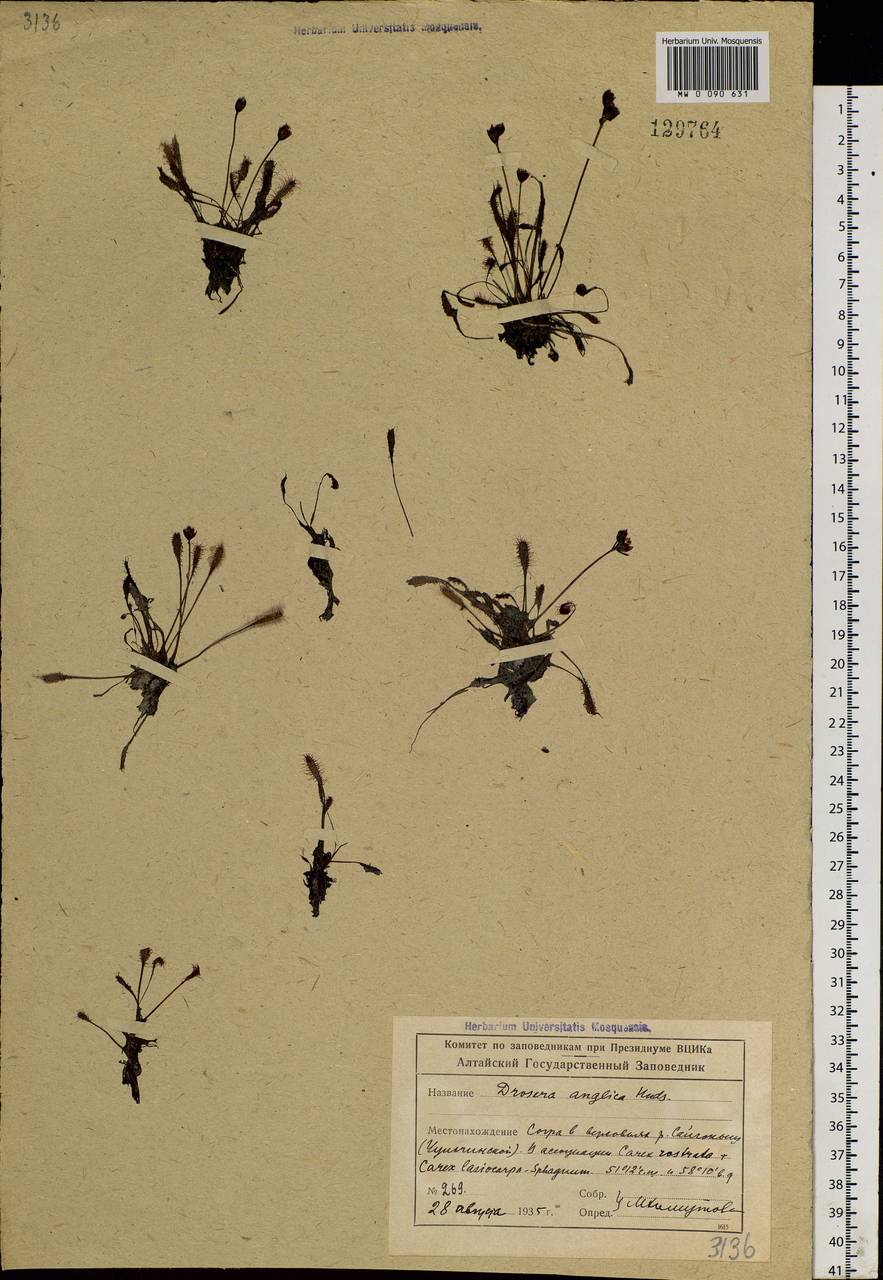 Drosera × anglica Huds., Siberia, Altai & Sayany Mountains (S2) (Russia)