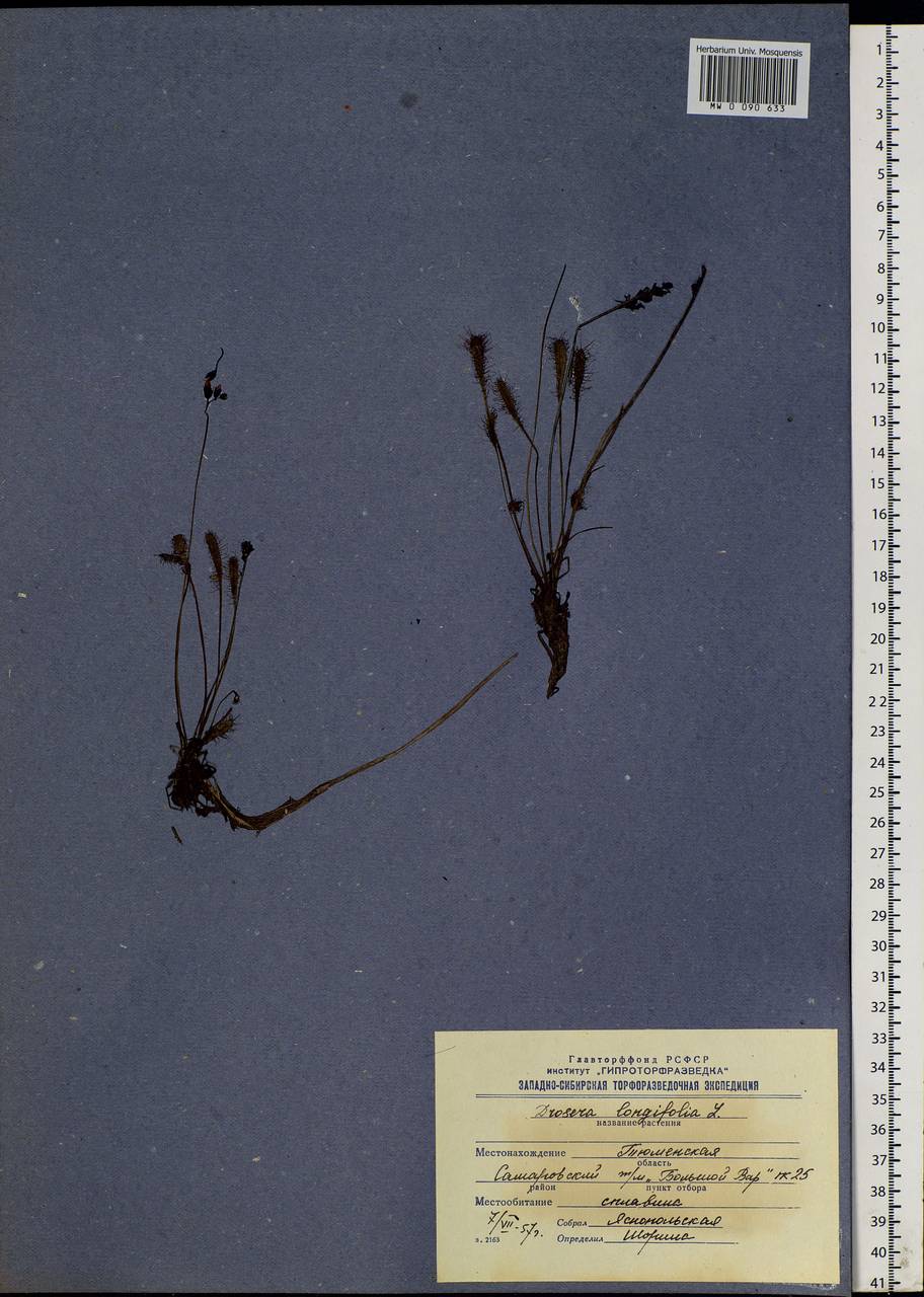 Drosera × anglica Huds., Siberia, Western Siberia (S1) (Russia)