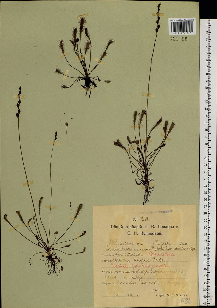 Drosera × anglica Huds., Siberia, Western Siberia (S1) (Russia)