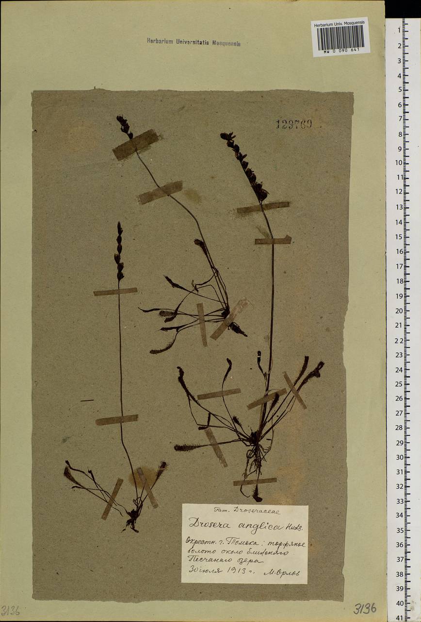 Drosera ×anglica Huds., Siberia, Western Siberia (S1) (Russia)