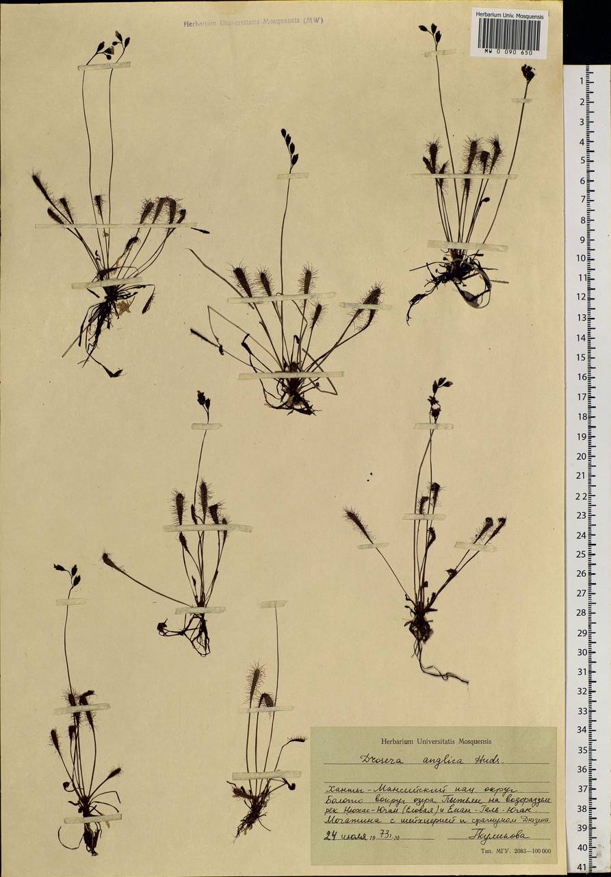 Drosera × anglica Huds., Siberia, Western Siberia (S1) (Russia)