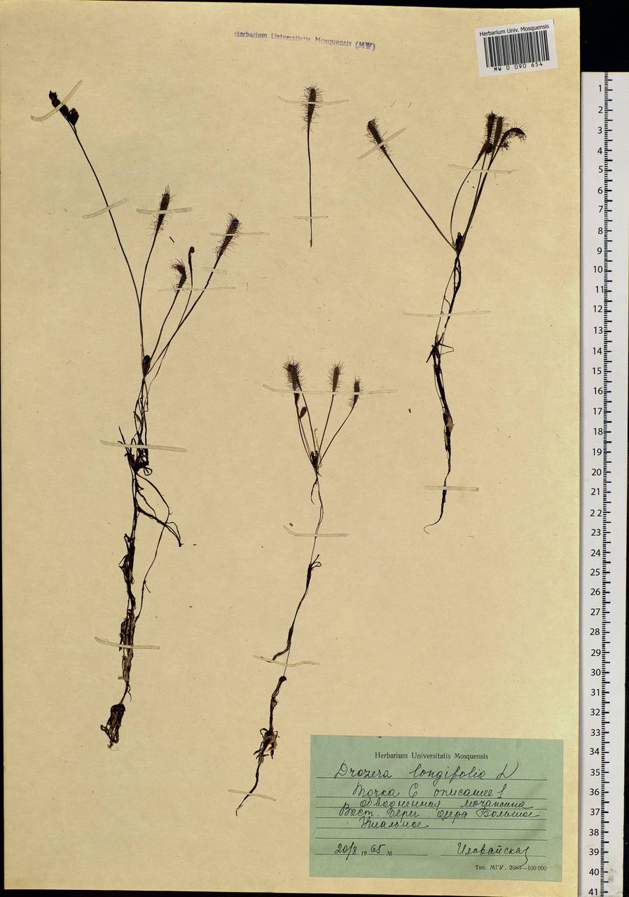 Drosera × anglica Huds., Siberia, Western Siberia (S1) (Russia)