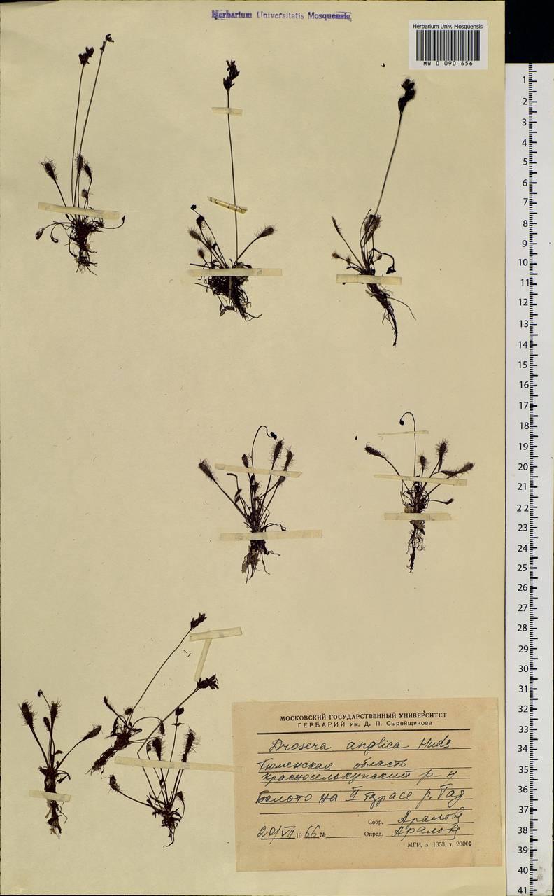 Drosera × anglica Huds., Siberia, Western Siberia (S1) (Russia)