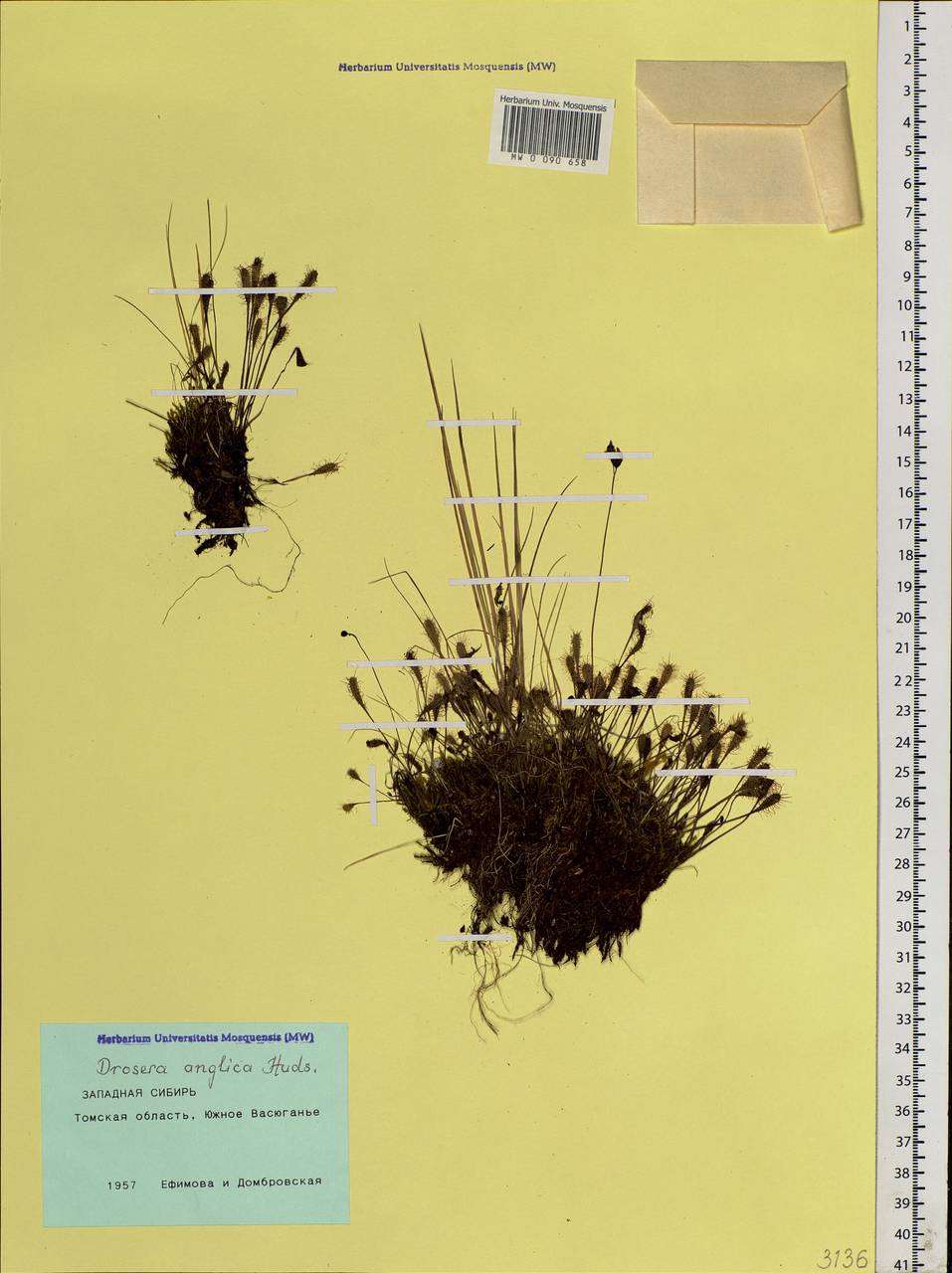 Drosera × anglica Huds., Siberia, Western Siberia (S1) (Russia)