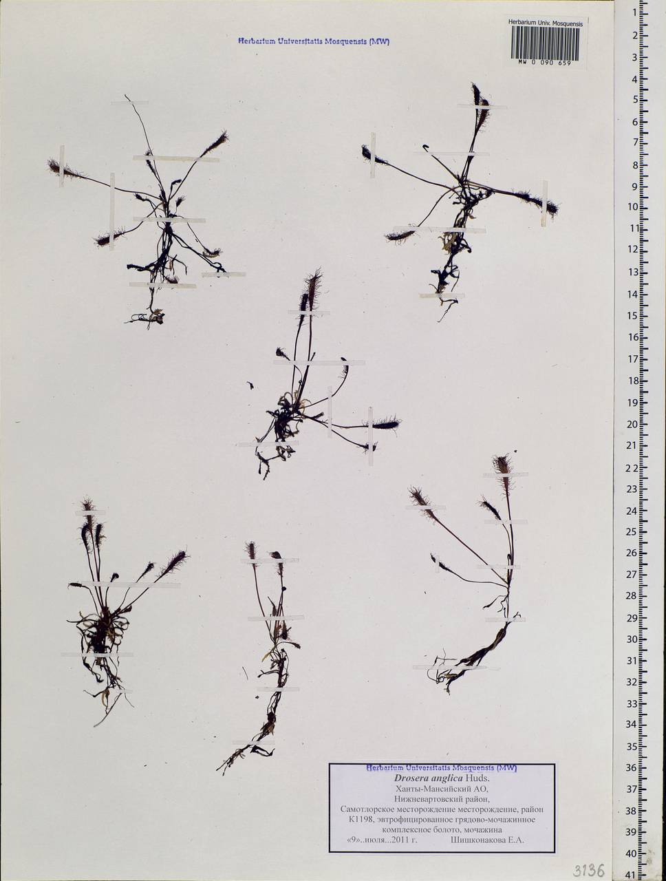 Drosera × anglica Huds., Siberia, Western Siberia (S1) (Russia)