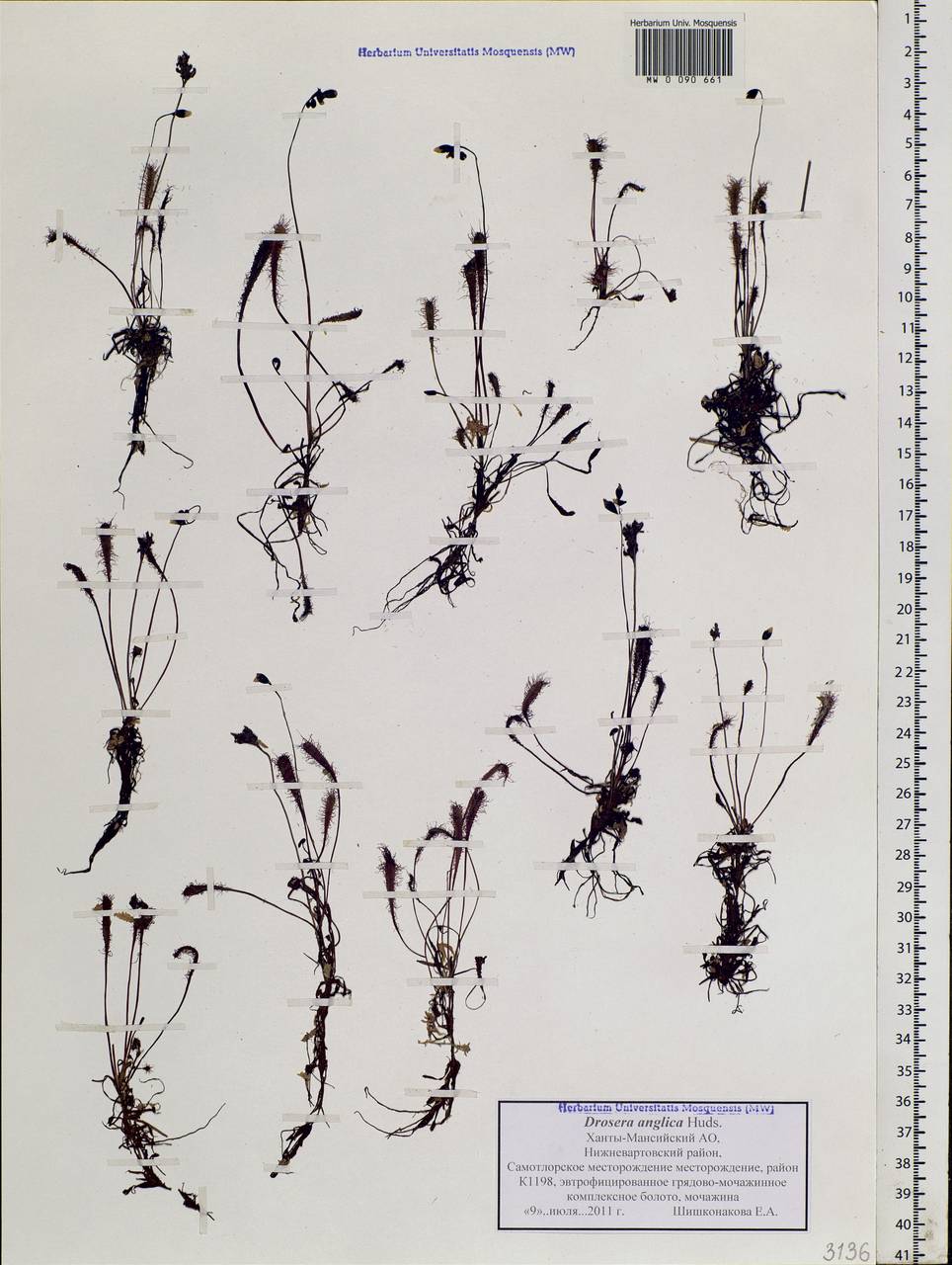 Drosera ×anglica Huds., Siberia, Western Siberia (S1) (Russia)