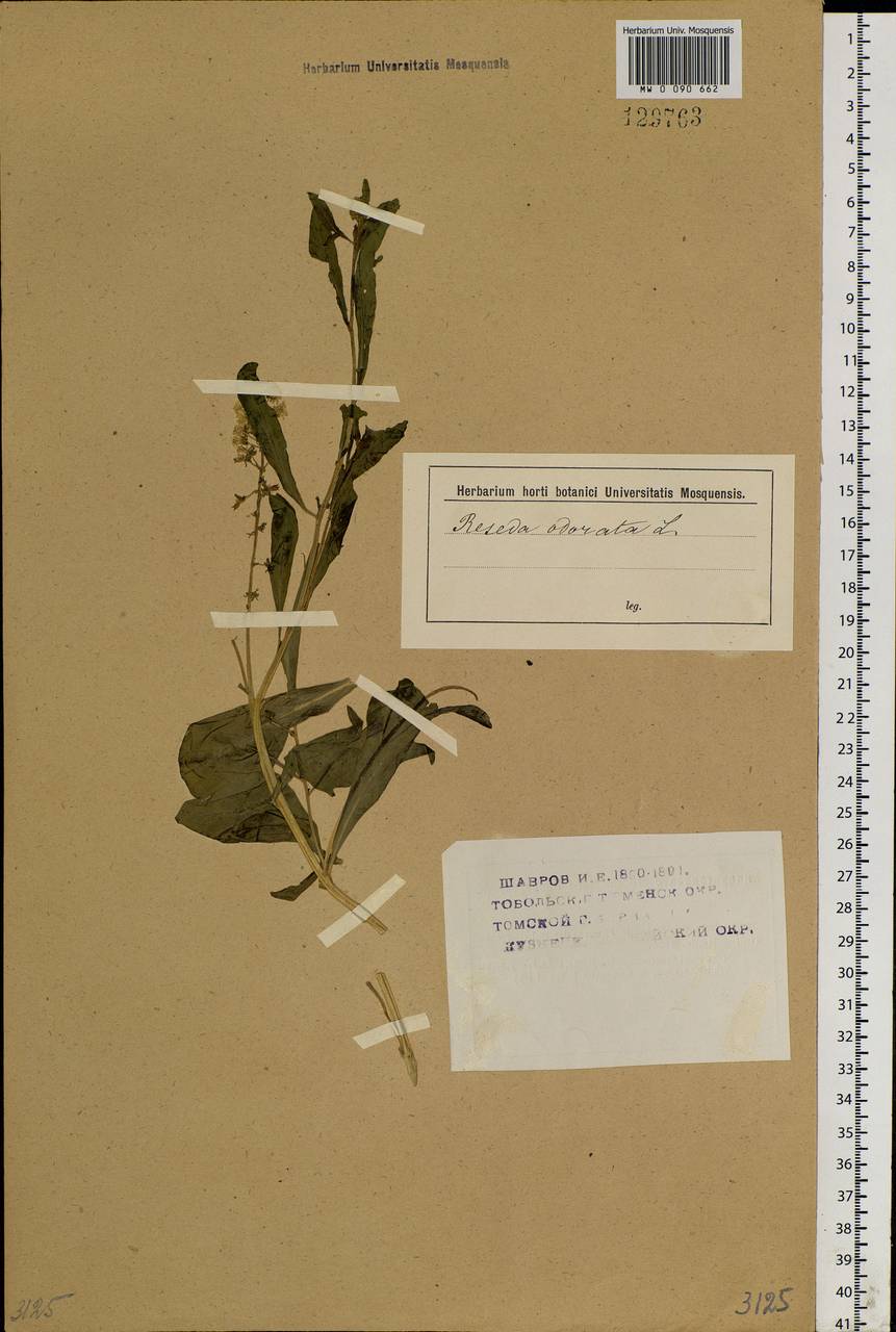 Reseda odorata L., Siberia (no precise locality) (S0) (Russia)