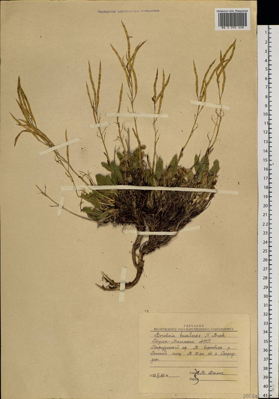 Borodinia macrophylla (Turcz.) O. E. Schulz, Siberia, Baikal & Transbaikal region (S4) (Russia)