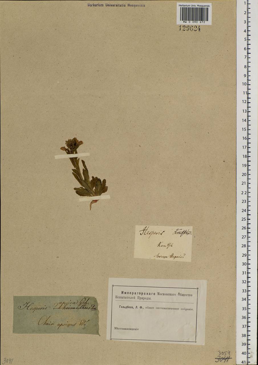 Clausia aprica (Stephan) Korn.-Trotzky, Siberia, Chukotka & Kamchatka (S7) (Russia)