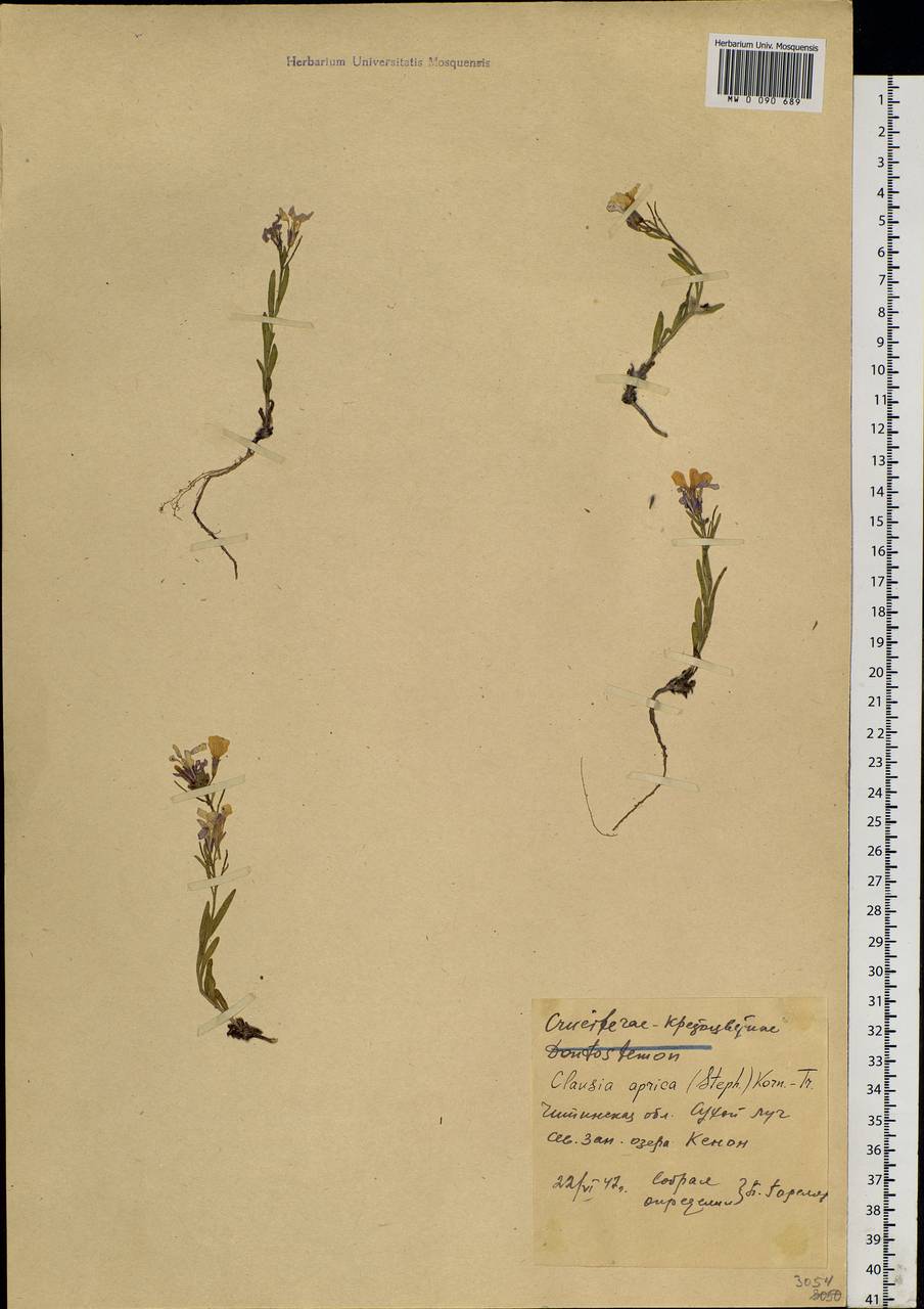 Clausia aprica (Stephan ex Willd.) Korn.-Trotzky, Siberia, Baikal & Transbaikal region (S4) (Russia)