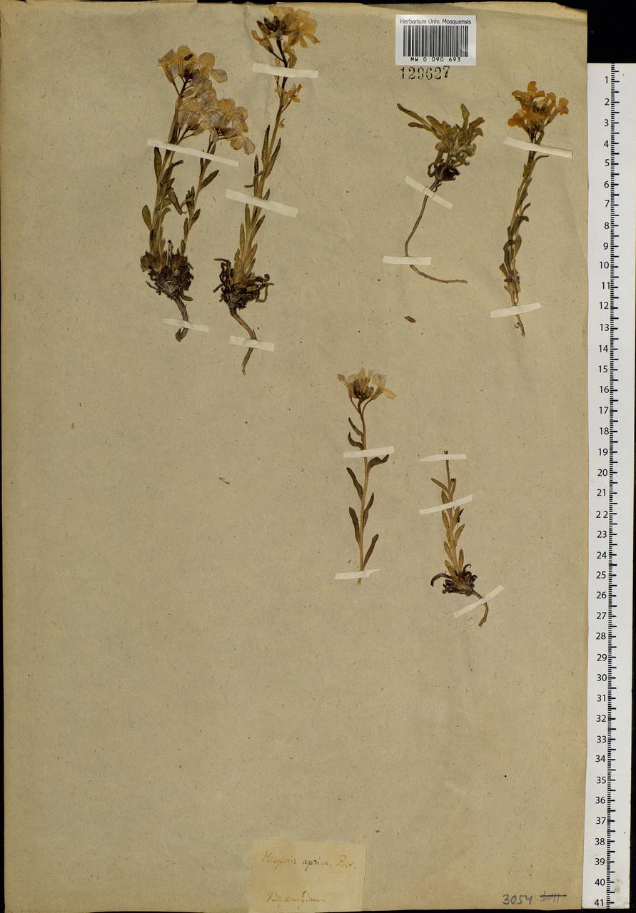 Clausia aprica (Stephan ex Willd.) Korn.-Trotzky, Siberia, Baikal & Transbaikal region (S4) (Russia)