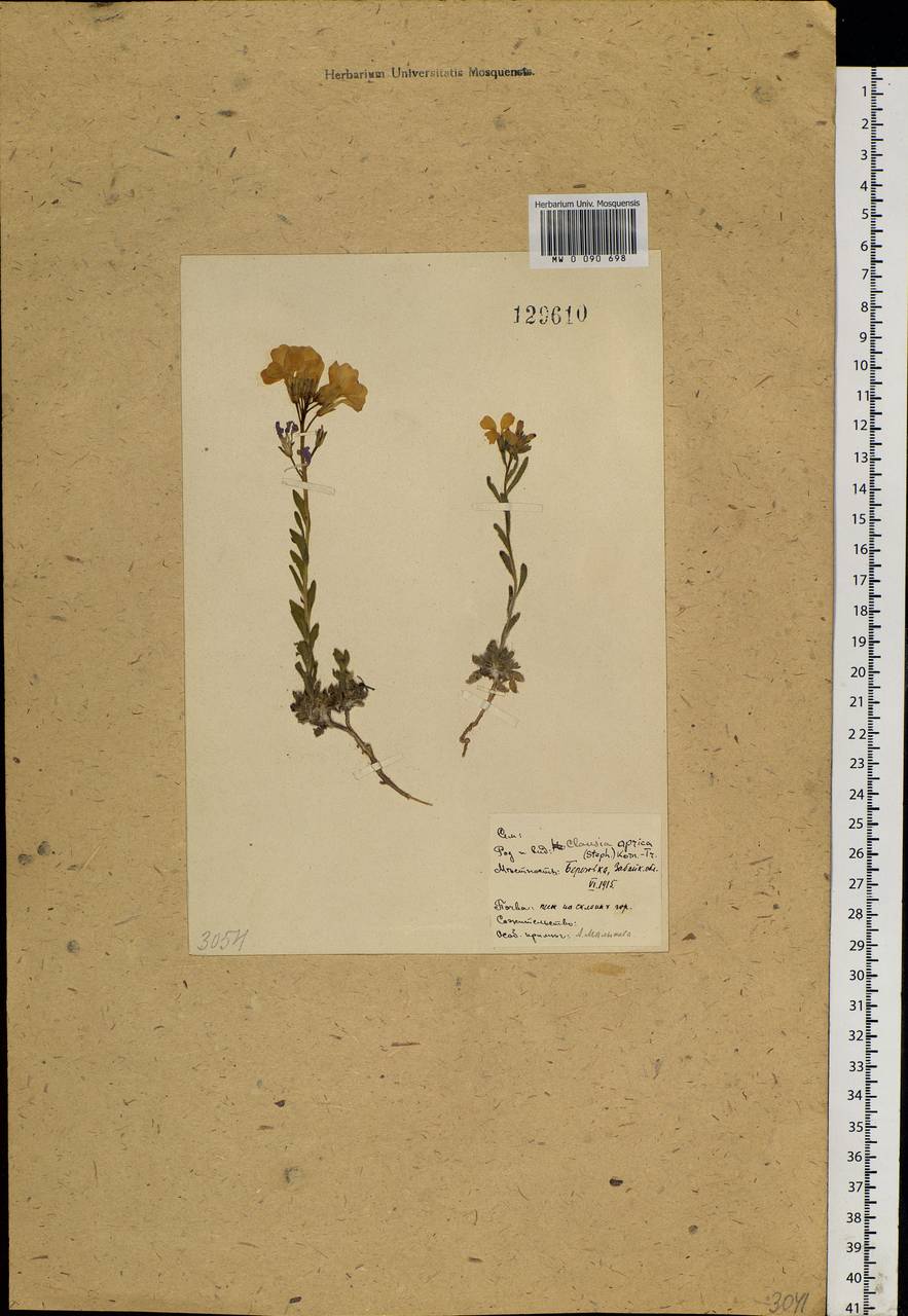 Clausia aprica (Stephan) Korn.-Trotzky, Siberia, Baikal & Transbaikal region (S4) (Russia)