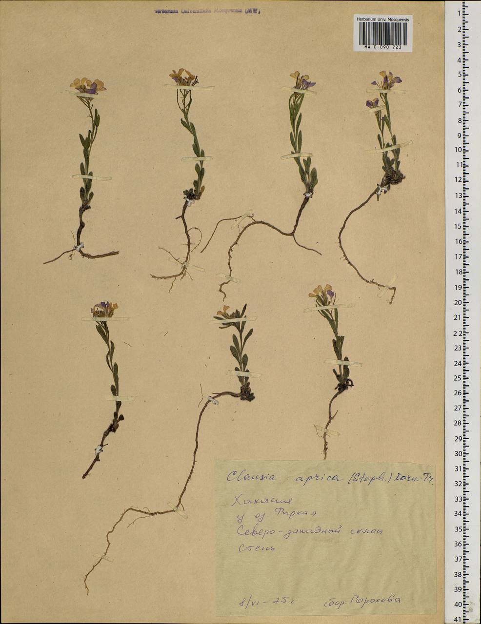 Clausia aprica (Stephan ex Willd.) Korn.-Trotzky, Siberia, Altai & Sayany Mountains (S2) (Russia)